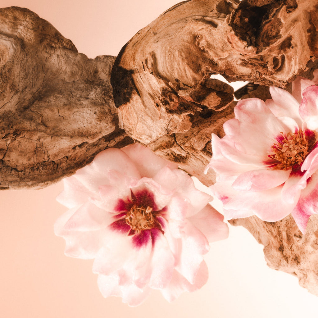 Santal Bloom - Cleanse & Hydrate Bundle